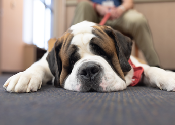 Therapy dog lying on the carpet at St. Luke's