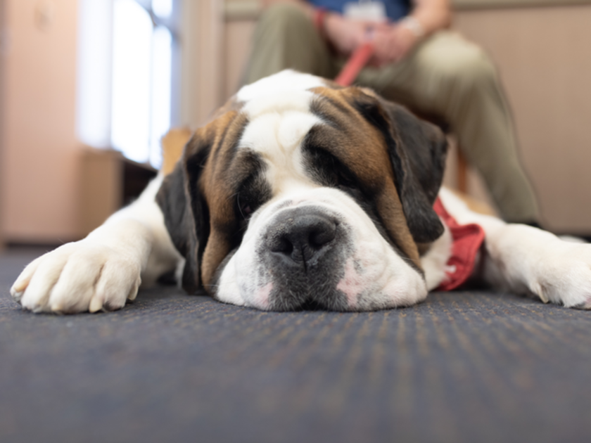 Therapy dog lying on the carpet at St. Luke's