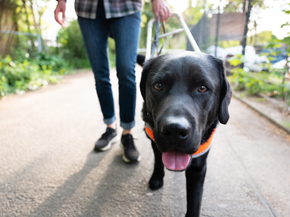 Service dog