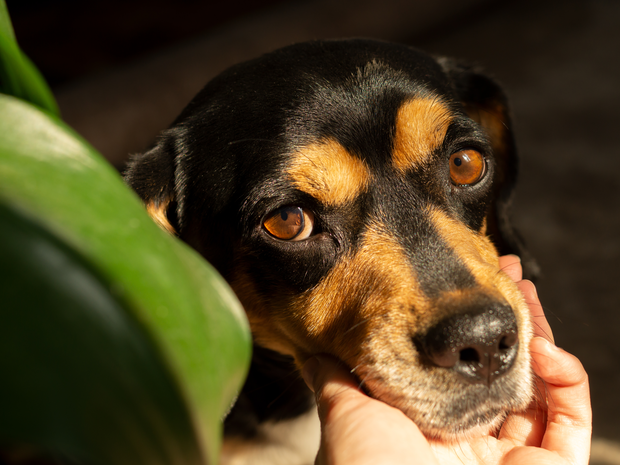 Hand on dog's face.