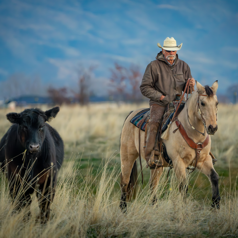 Cowboy on a horse in a pasture