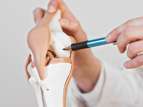 Pen pointing a menisci on a plastic model