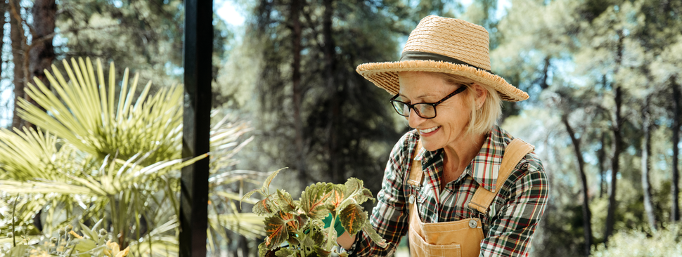 Mature gardener tending flowers on sunny patio