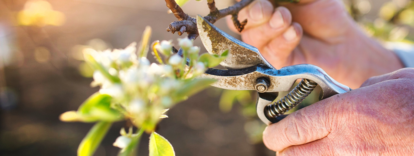Elderly hands work on yard work