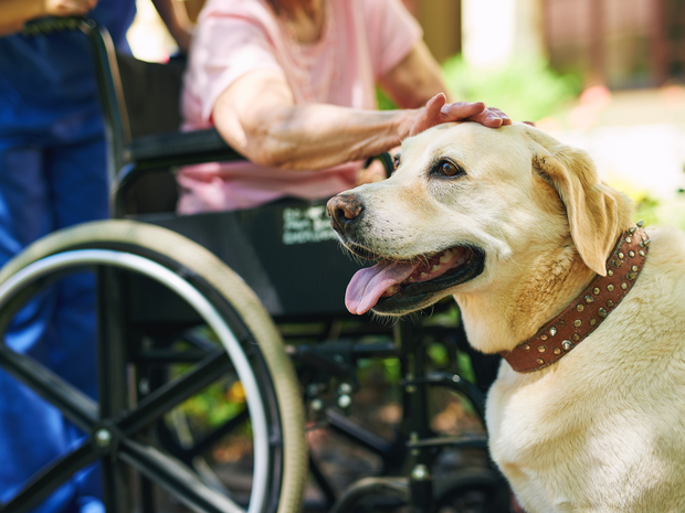 A person in a wheelchair leans to pet a dog as he pants