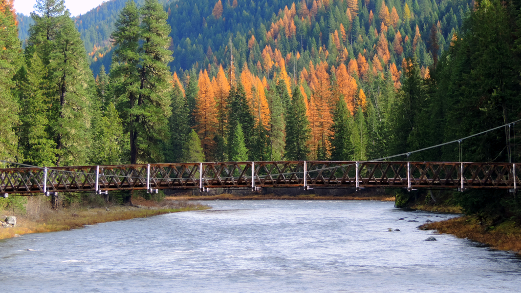 Foot bridge over Lochsa River in Idaho with Tamarack pines in the background