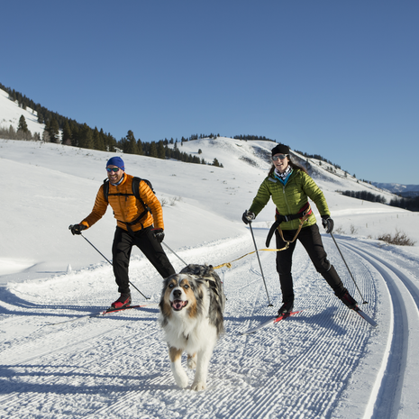 Cross country skiers with dog