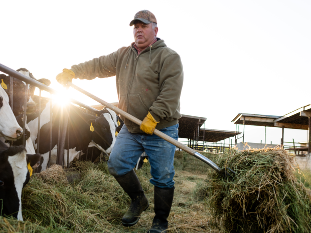 Dairy farmer feeding the cows