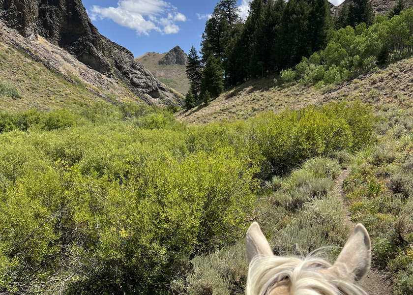 A horseback ride up a mountain trail.