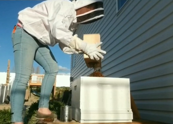 Paige transferring bees.