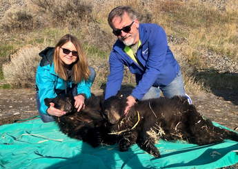 The Sinclairs with two sedated rescue bears.