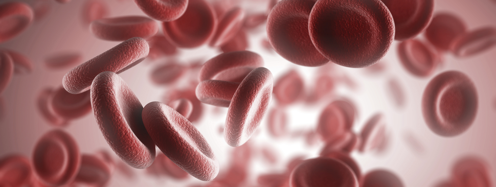 Rendering of blood cells in the human body