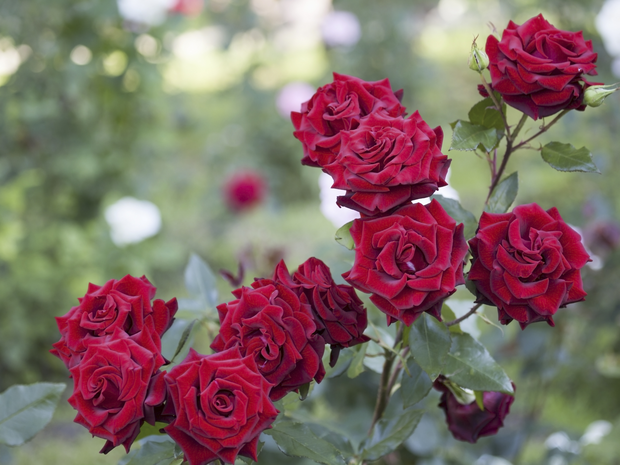 Roses in a rose garden