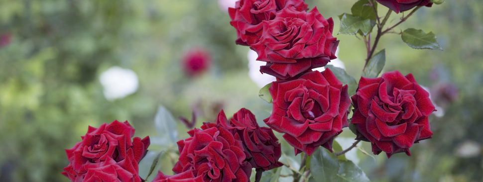 Red roses